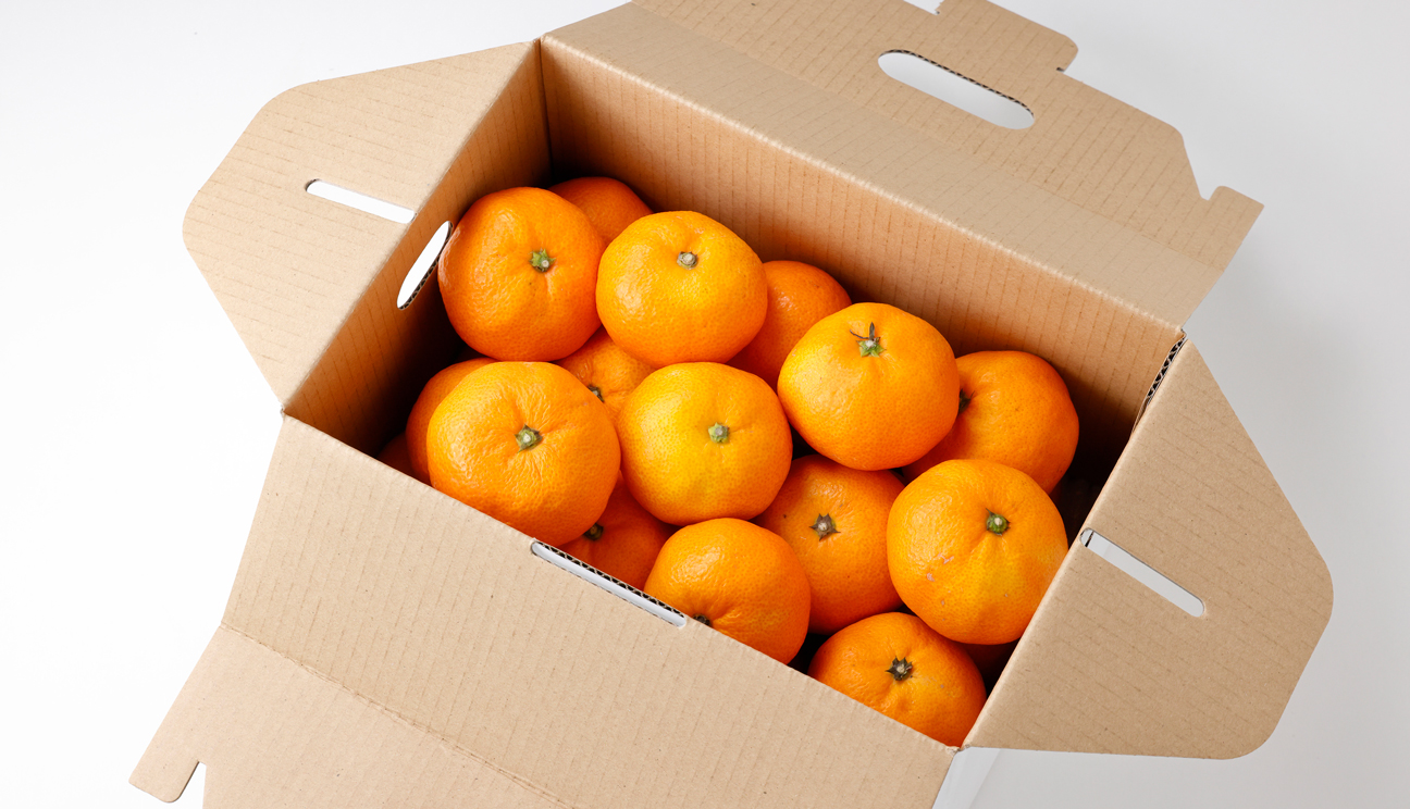 ❸温州みかん(南柑20号)